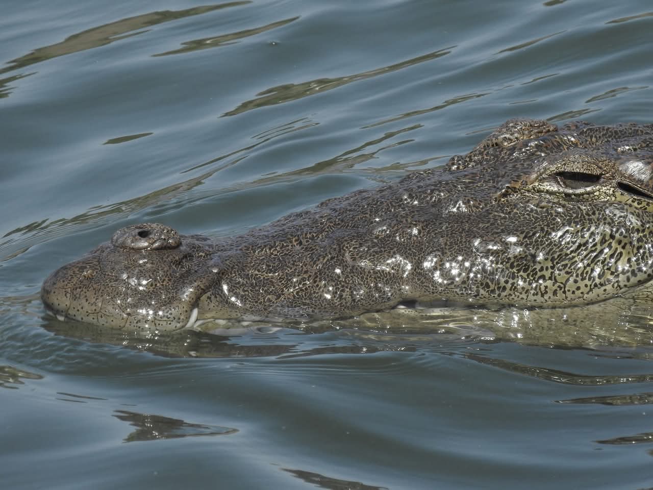 Floating Trap in Action